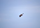 Monniksgier (cinereous vulture) Aegypius monachus - Hustai Nuruu 09-08-2016 (6)